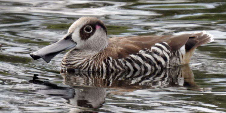 2 Dec bird survey